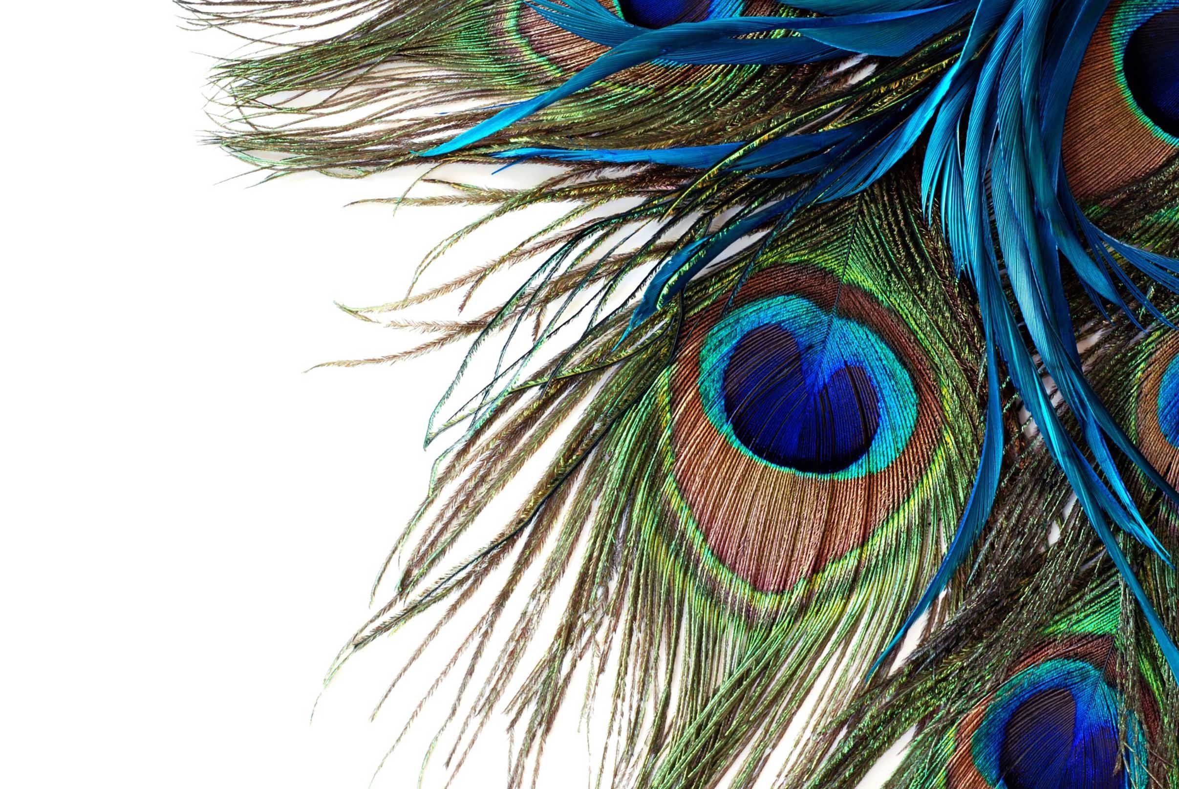 3d white green blue peacock feather printed bedding set bedroom decor 1980