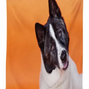 akita on orange 3d printed tablecloth table decor 2094