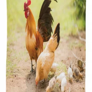 Chicken Family Photo 3D Printed Tablecloth Table Decor 1 chicken family photo 3d printed tablecloth table decor 1514