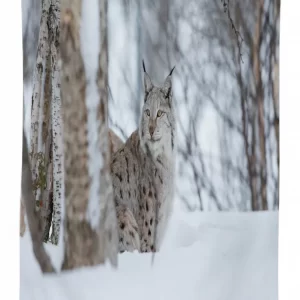 european lynx wilderness 3d printed tablecloth table decor 3599