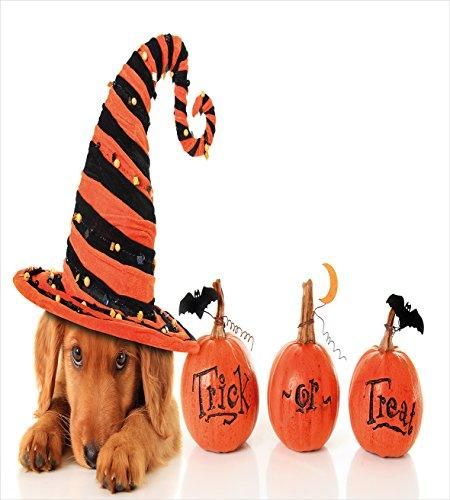 Puppy Wearing A Witch Hat Trick Or Treat Duvet Cover Bedding Set Bedroom Decor puppy wearing a witch hat trick or treat duvet cover bedding set bedroom decor 8738