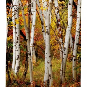 white birch trees serenity 3d printed tablecloth table decor 3313