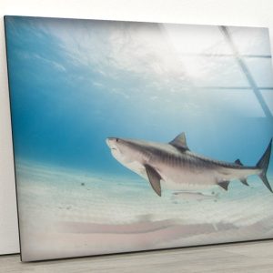 Animal Wall Art Shark Wall Art Fish Wall Art Glass Print 1