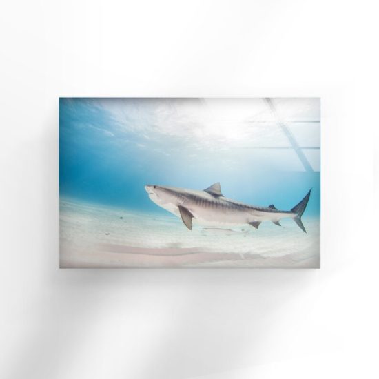 Animal Wall Art Shark Wall Art Fish Wall Art Glass Print 2