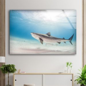 Animal Wall Art Shark Wall Art Fish Wall Art Glass Print