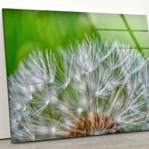 Dandelion Wall Art Flower Wall Art Glass Print 2