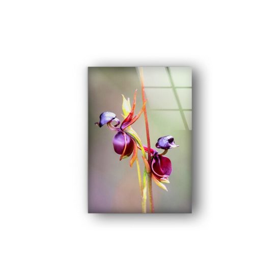 Flying Duck Orchid Wall Art Flower Wall Art Glass Print 2