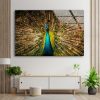 Peacock Wall Art Peacock Feather Wall Art Feathers Glass Print