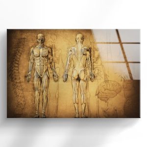 Tempered Glass Wall Decor Glass Printing Wall Hangings Abstract Human Anatomy 1