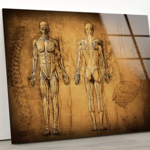 Tempered Glass Wall Decor Glass Printing Wall Hangings Abstract Human Anatomy
