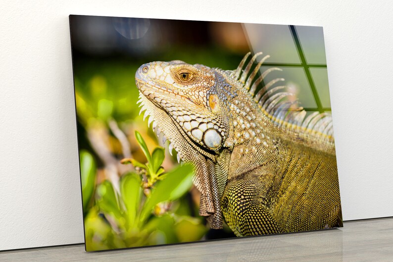 Tempered-Glass-Wall-Decor-Glass-Printing-Wall-Hangings-Animal-Chameleon Tempered Glass Wall Decor Glass Printing Wall Hangings Animal Chameleon