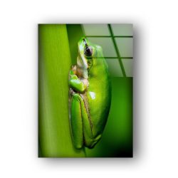 Tempered Glass Wall Decor Glass Printing Wall Hangings Animal Frog