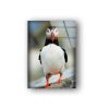 Tempered Glass Wall Decor Glass Printing Wall Hangings Animal Penguin Duck