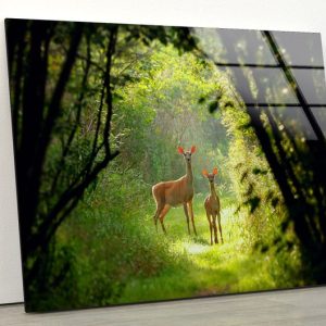 Uv Painted Tempered Glass Wall Art Deer Wall Art Gazelle Wall Art Animal Wall Art